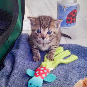 Katerchen Carlson / © 2015 Arche KaNaum (DN)