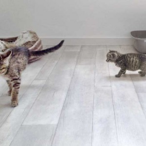 Katerchen Carlson (r.) mit Kumpel Cooper / © 2015 Arche KaNaum (DN)