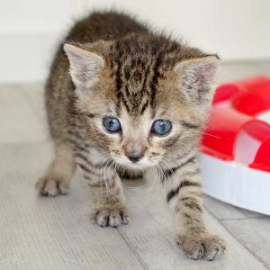 Katerchen Carlson / © 2015 Arche KaNaum (NH)