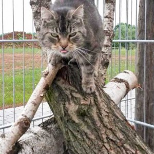 Kätzin Mika / © 2015 Arche KaNaum (DN)