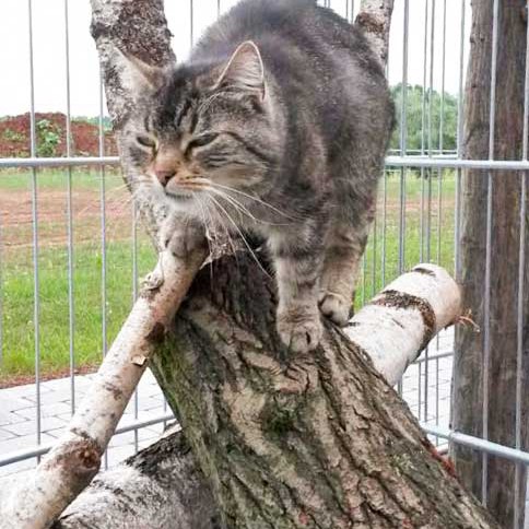 Kätzin Mika / © 2015 Arche KaNaum (DN)