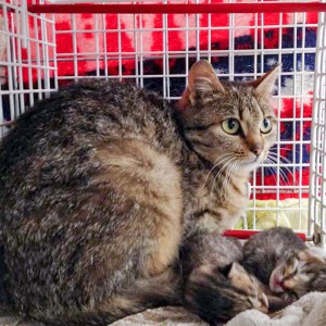 Kätzin Mutti mit ihren beiden Babies Roland + Pia / © 2015 Arche KaNaum (DN)