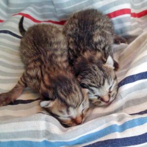 Katzenpärchen Roland + Pia / © 2015 Arche KaNaum (DN)