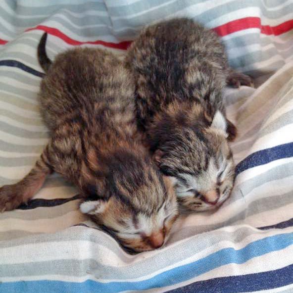 Katzenpärchen Roland + Pia / © 2015 Arche KaNaum (DN) Katzenpärchen Roland + Pia / © 2015 Arche KaNaum (DN)