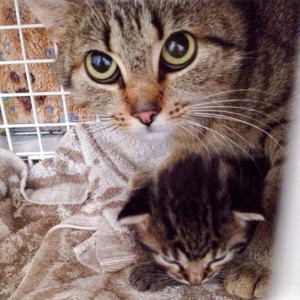 Kätzin Mutti mit einem ihrer Babies / © 2015 Arche KaNaum (DN)