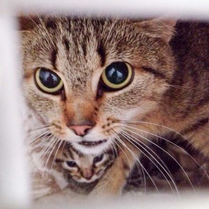 Kätzin Mutti mit einem ihrer Babies / © 2015 Arche KaNaum (DN)