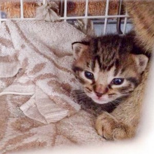 Eines der Babies von Kätzin Mutti / © 2015 Arche KaNaum (DN)