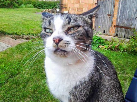 Vermisst: Kätzin Lissi / © 2015 Privat