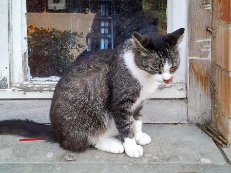 Vermisst: Kätzin Lissi / © 2015 Privat