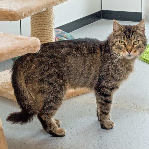 Kätzin Mika / © 2015 Arche KaNaum (NH)