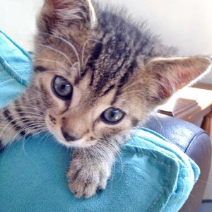 Katerchen Carlson / © 2015 Arche KaNaum (DN)