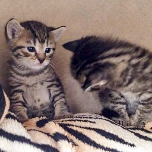 Katzenpärchen Roland + Pia / © 2015 Arche KaNaum (DN)