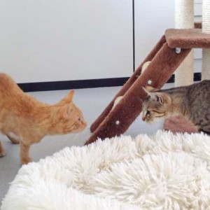 Kater Karlchen (l.) mit Kater Luigi  /  © 2015 Arche KaNaum (DN) Kater Karlchen (l.) mit Kater Luigi / © 2015 Arche KaNaum (DN)