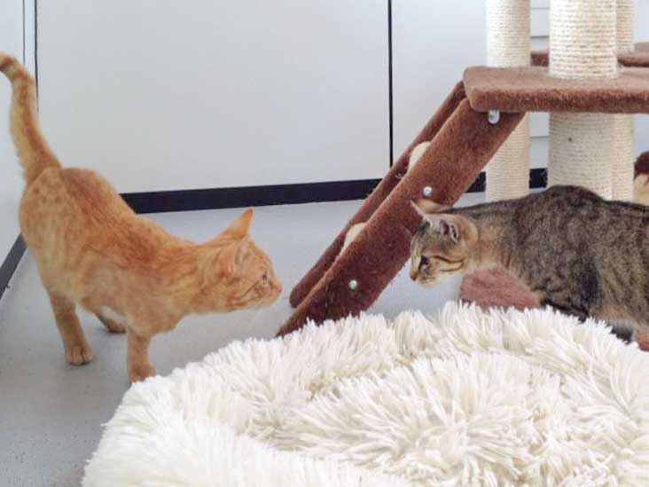 Kater Karlchen (l.) mit Kater Luigi / © 2015 Arche KaNaum (DN)