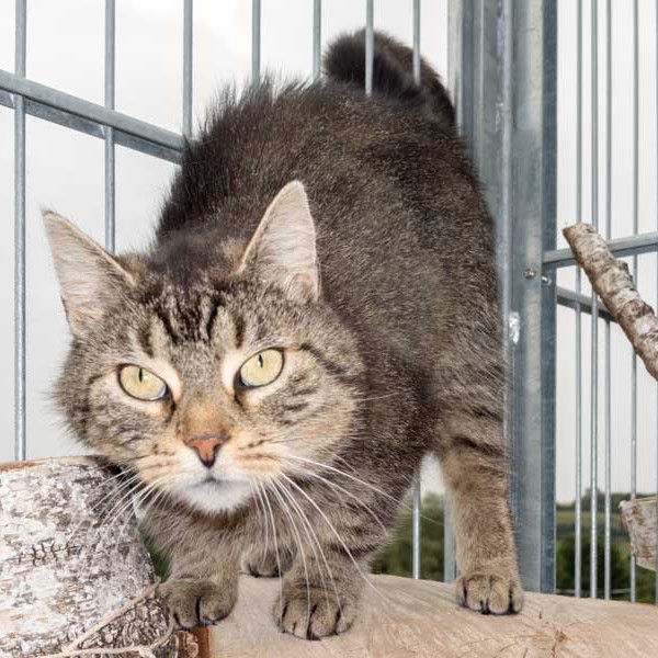 Kätzin Mika / © 2015 Arche KaNaum (NH)