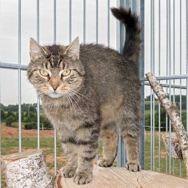 Kätzin Mika / © 2015 Arche KaNaum (NH)