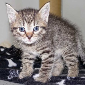 Kätzin Pia / © 2015 Arche KaNaum (NH)