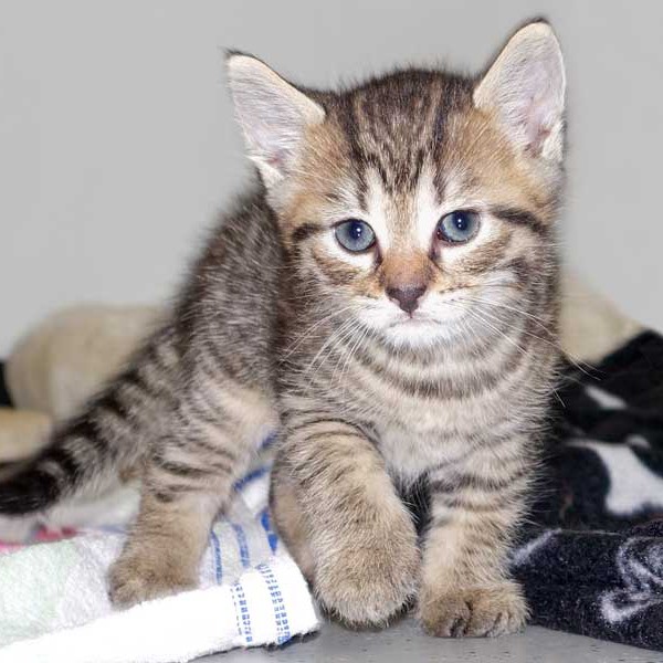 Kater Roland  / © 2015 Arche KaNaum (NH) Kater Roland / © 2015 Arche KaNaum (NH)