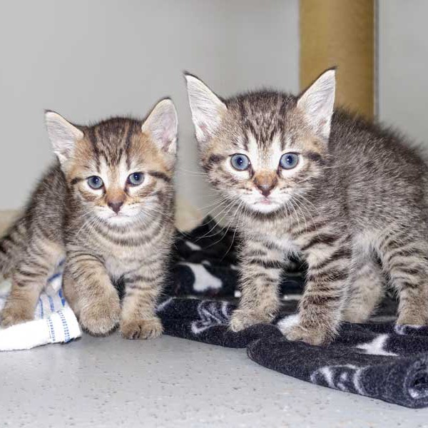 Kater Roland (l.) und Schwester Kätzin Pia / © 2015 Arche KaNaum (NH)