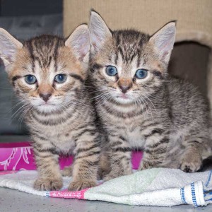 Kater Roland (l.) und Schwester Kätzin Pia / © 2015 Arche KaNaum (NH)