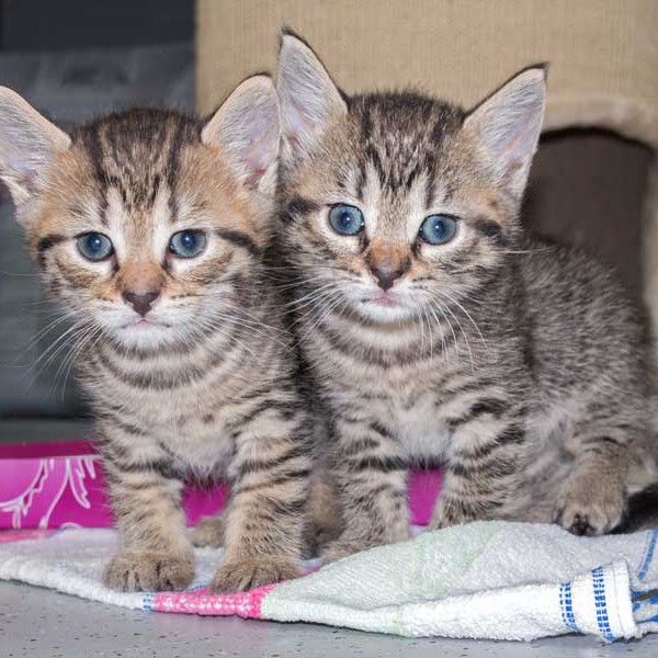 Kater Roland (l.) und Schwester Kätzin Pia / © 2015 Arche KaNaum (NH) Kater Roland (l.) und Schwester Kätzin Pia / © 2015 Arche KaNaum (NH)