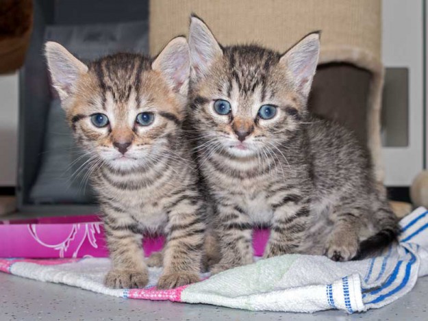 Kater Roland (l.) und Schwester Kätzin Pia / © 2015 Arche KaNaum (NH)