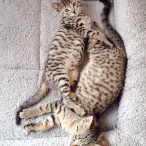 Katerchen Carlson (l.) mit Kumpel Cooper / © 2015 Arche KaNaum (DN)