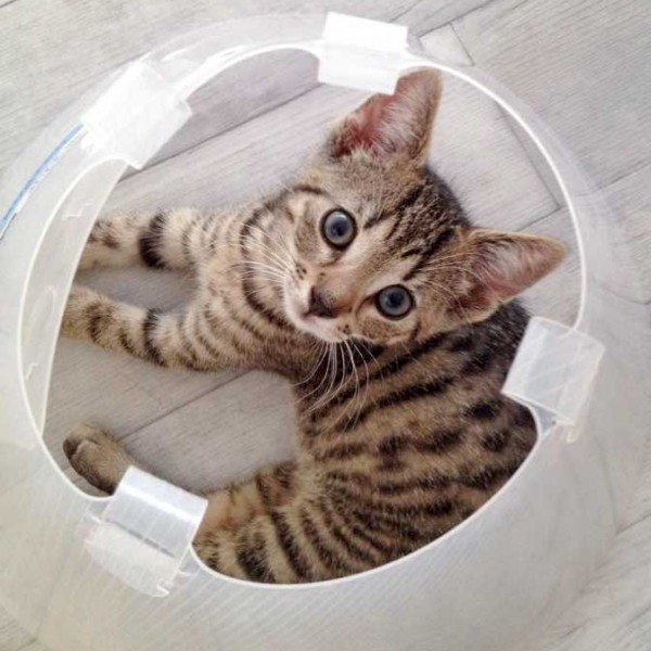 Katerchen Carlson / © 2015 Arche KaNaum (DN)