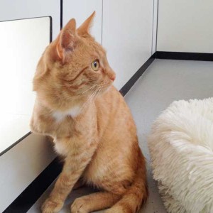 Kater Karlchen  /  © 2015 Arche KaNaum (DN) Kater Karlchen / © 2015 Arche KaNaum (DN)