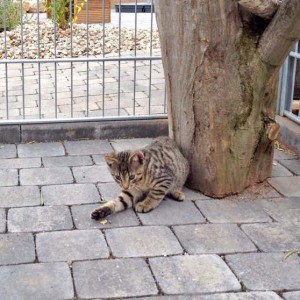 Katerchen Carlson / © 2015 Arche KaNaum (DN)