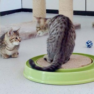 Katerchen Carlson (l.) mit Kumpel Cooper / © 2015 Arche KaNaum (DN)