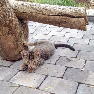 Katerchen Carlson / © 2015 Arche KaNaum (DN)