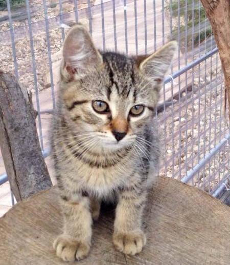 Kater Roland / © 2016 Arche KaNaum (DN)