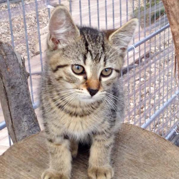 Kater Roland  / © 2016 Arche KaNaum (DN) Kater Roland / © 2016 Arche KaNaum (DN)