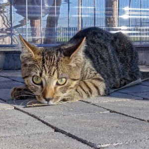 Kater Carlson / © 2015 Arche KaNaum (NH)