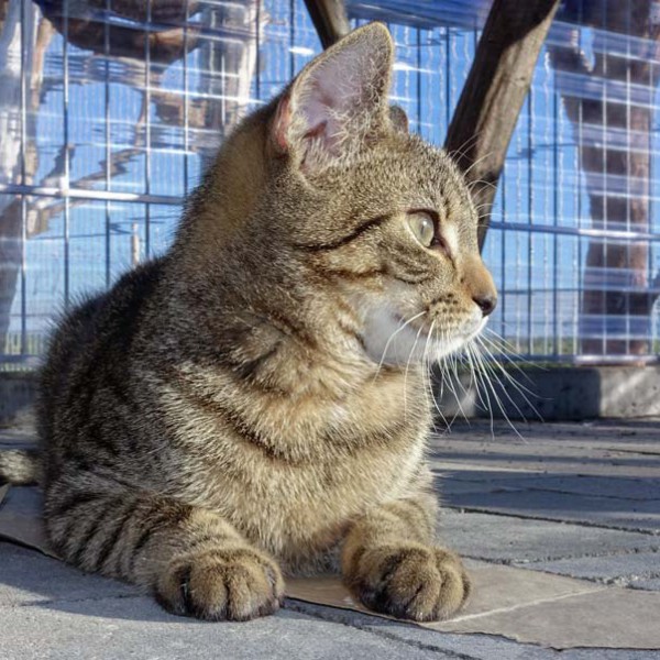 Kater Carlson / © 2015 Arche KaNaum (NH)