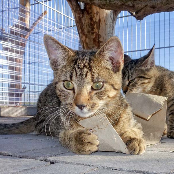 Kater Carlson / © 2015 Arche KaNaum (NH)