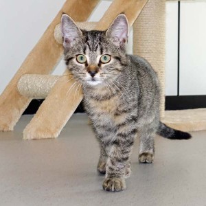 Kätzin Pia / © 2015 Arche KaNaum (NH)