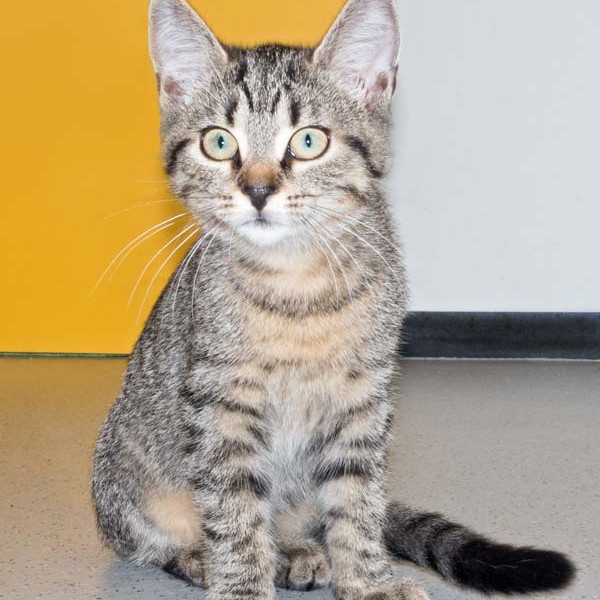 Kätzin Pia / © 2015 Arche KaNaum (NH)