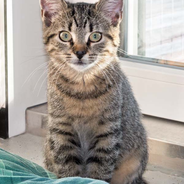 Kätzin Pia / © 2015 Arche KaNaum (NH)