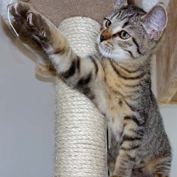 Kater Roland  / © 2015 Arche KaNaum (NH) Kater Roland / © 2015 Arche KaNaum (NH)