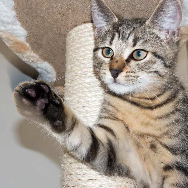 Kater Roland  / © 2015 Arche KaNaum (NH) Kater Roland / © 2015 Arche KaNaum (NH)