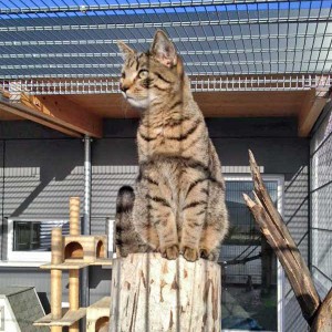 Kater Carlson / © 2015 Arche KaNaum (DN)