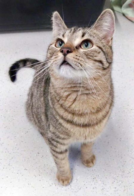 Kater Roland / © 2016 Arche KaNaum (DN)