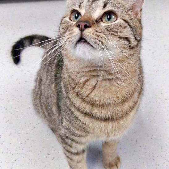 Kater Roland  / © 2016 Arche KaNaum (DN) Kater Roland / © 2016 Arche KaNaum (DN)