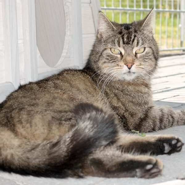 Kätzin Mika / © 2016 Arche KaNaum (NH)