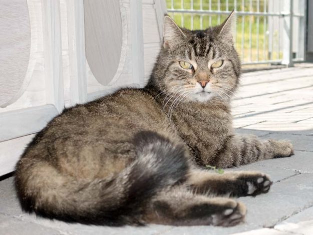 Kätzin Mika  / © 2016 Arche KaNaum (NH) Kätzin Mika / © 2016 Arche KaNaum (NH)