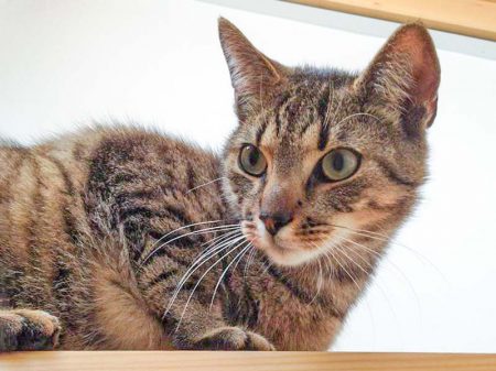 Kater Carlson / © 2016 Arche KaNaum (DN)