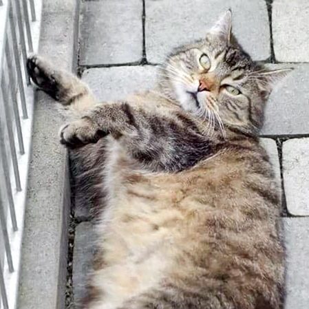 Kätzin Mika / © 2017 Arche KaNaum (SK)