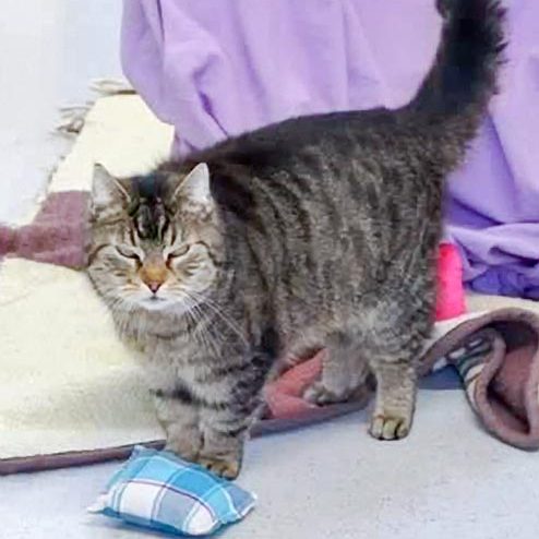 Kätzin Mika / © 2017 Arche KaNaum (SK)